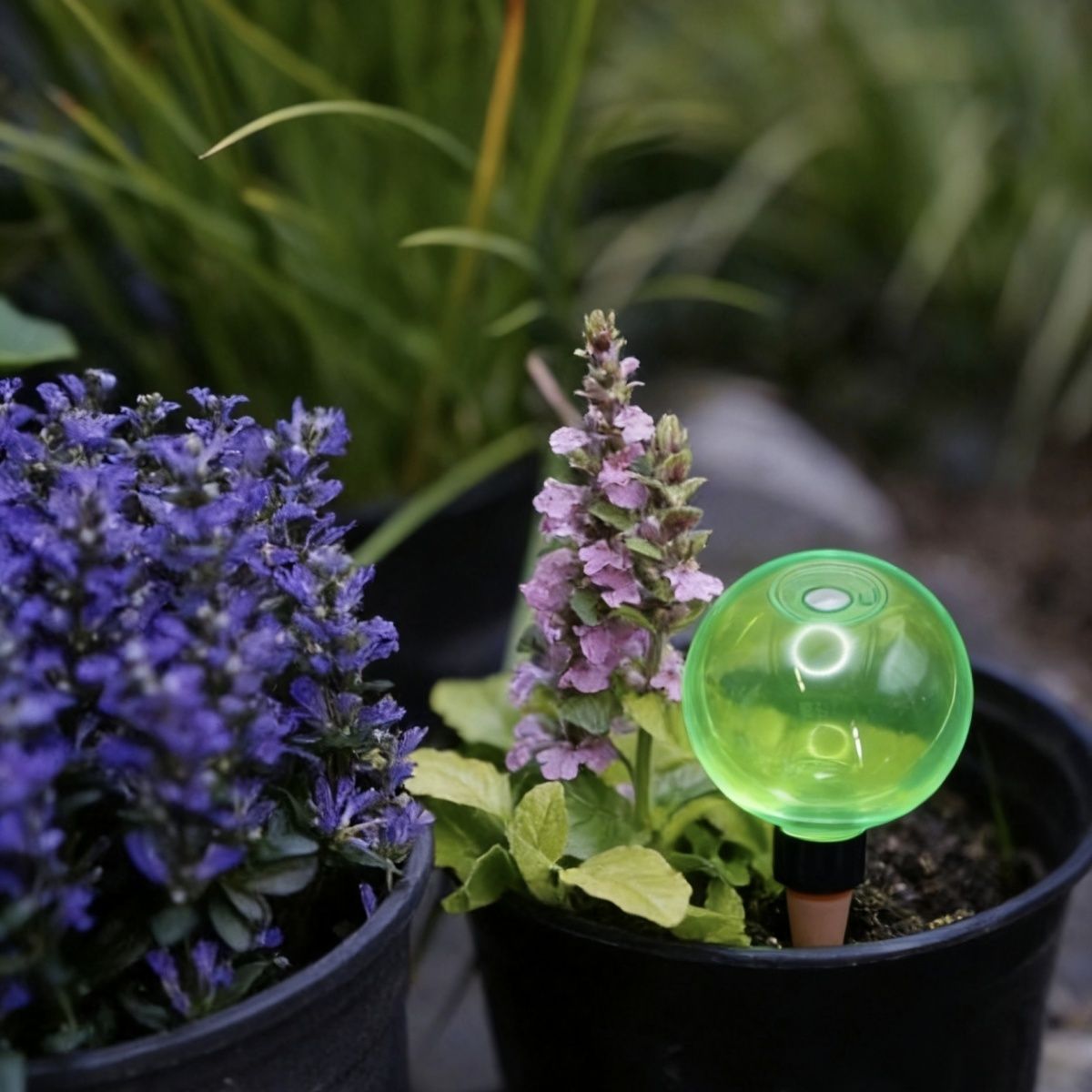 3pcs Large Plant Self Watering - Plant Watering Globe recensie en prijs